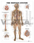    Human Nervous System Anatomical Chart